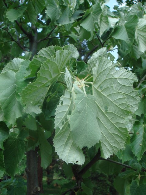 Tilia tomentosa feuille